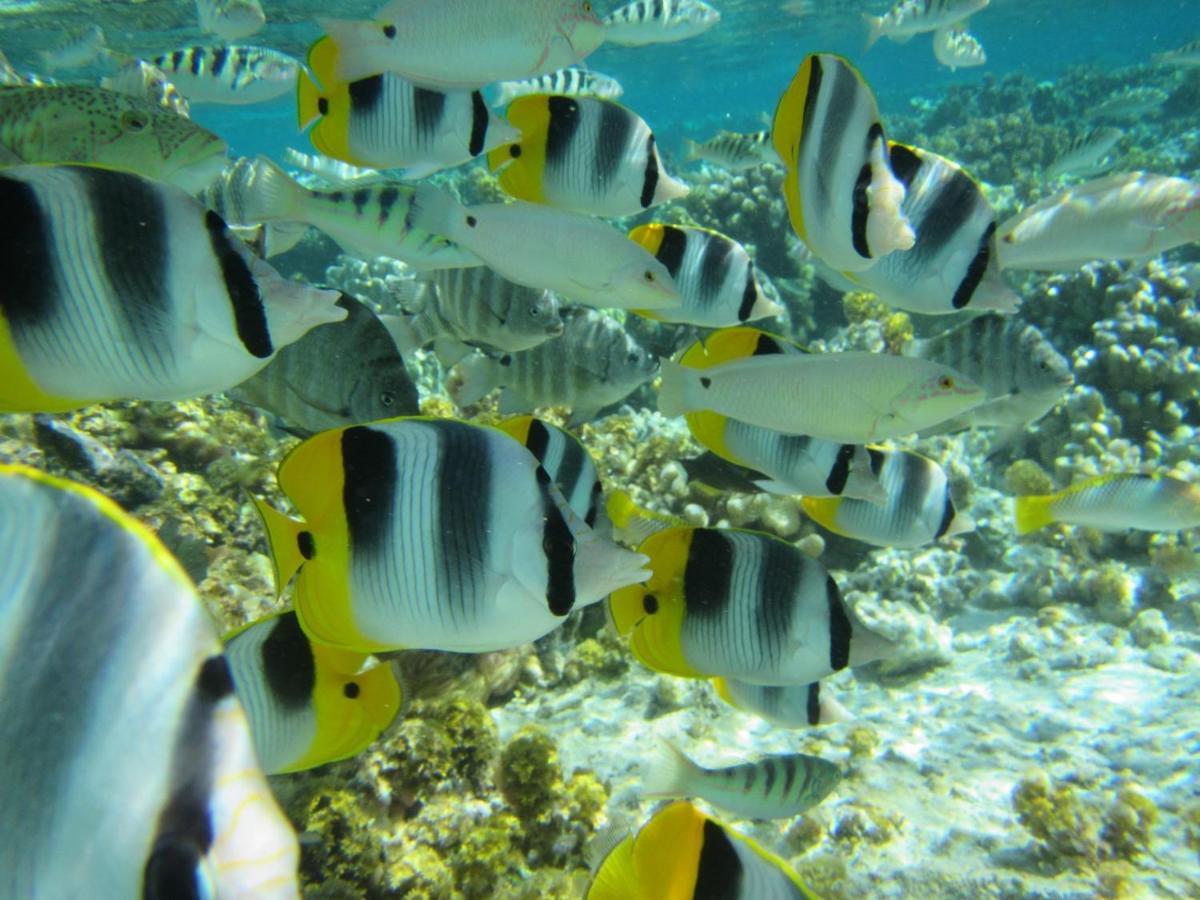 Отель La Perle Tahaa Tapu' amu Экстерьер фото