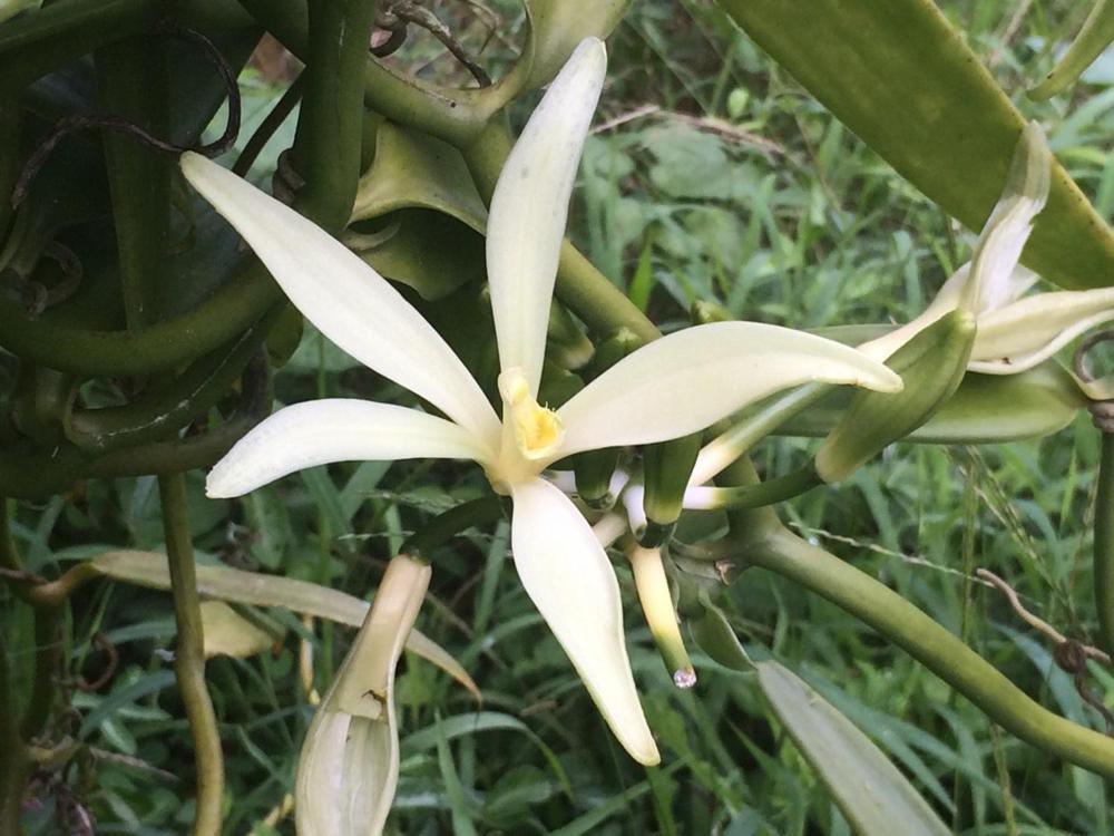 Отель La Perle Tahaa Tapu' amu Экстерьер фото