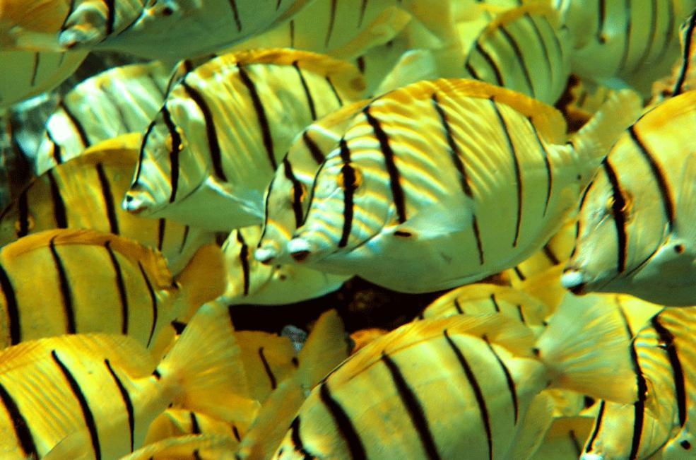 Отель La Perle Tahaa Tapu' amu Экстерьер фото