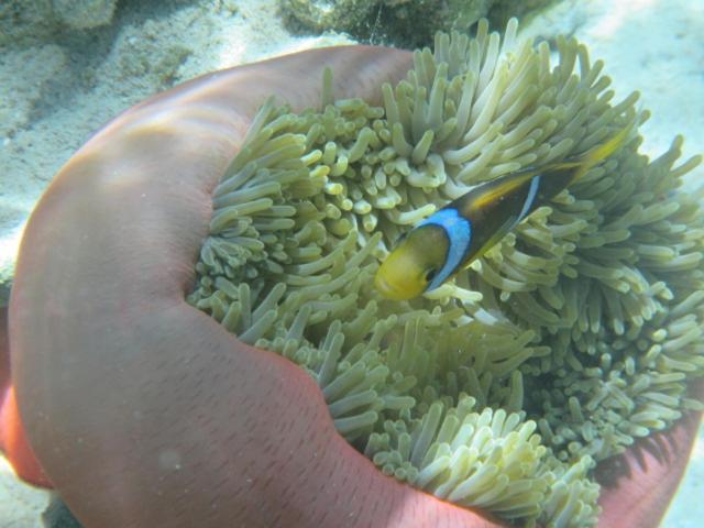 Отель La Perle Tahaa Tapu' amu Экстерьер фото
